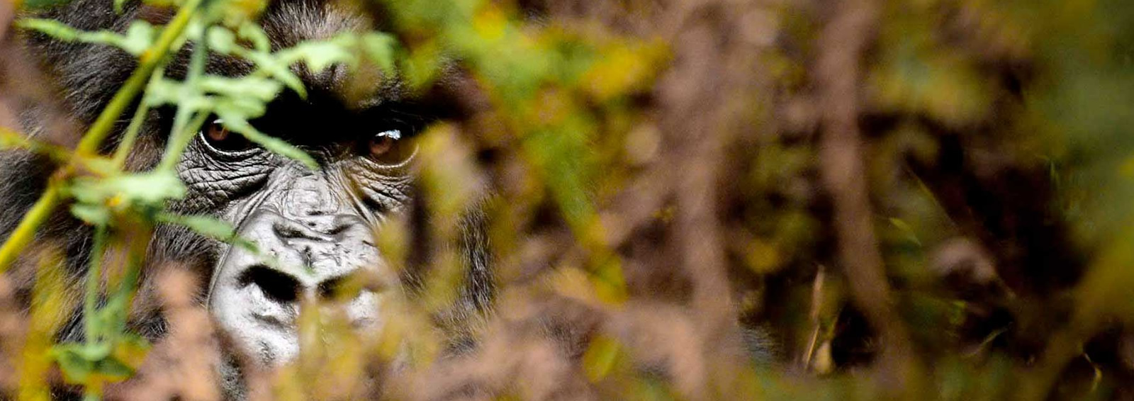 5 days rwanda gorillas expedition