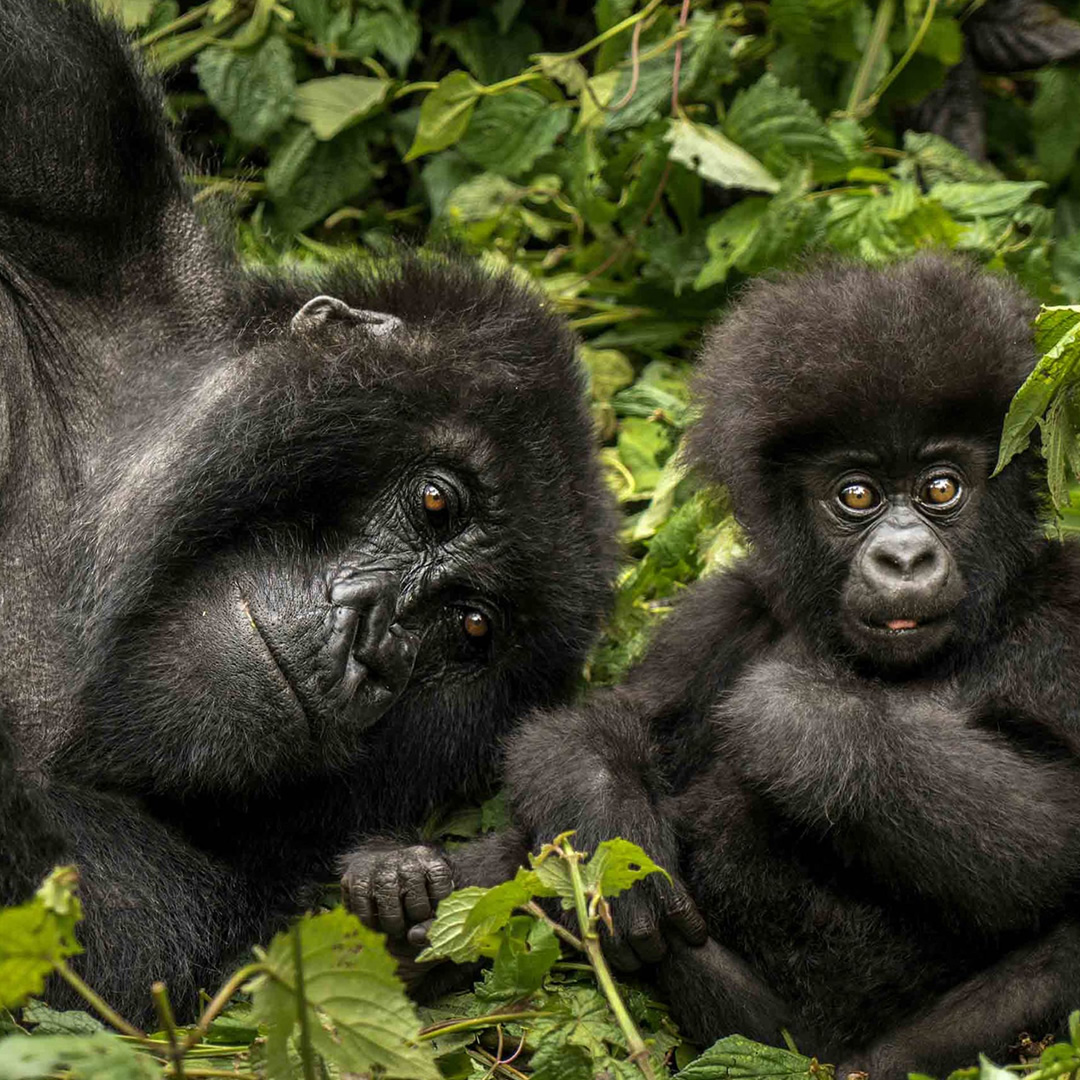 primate tours primate tours