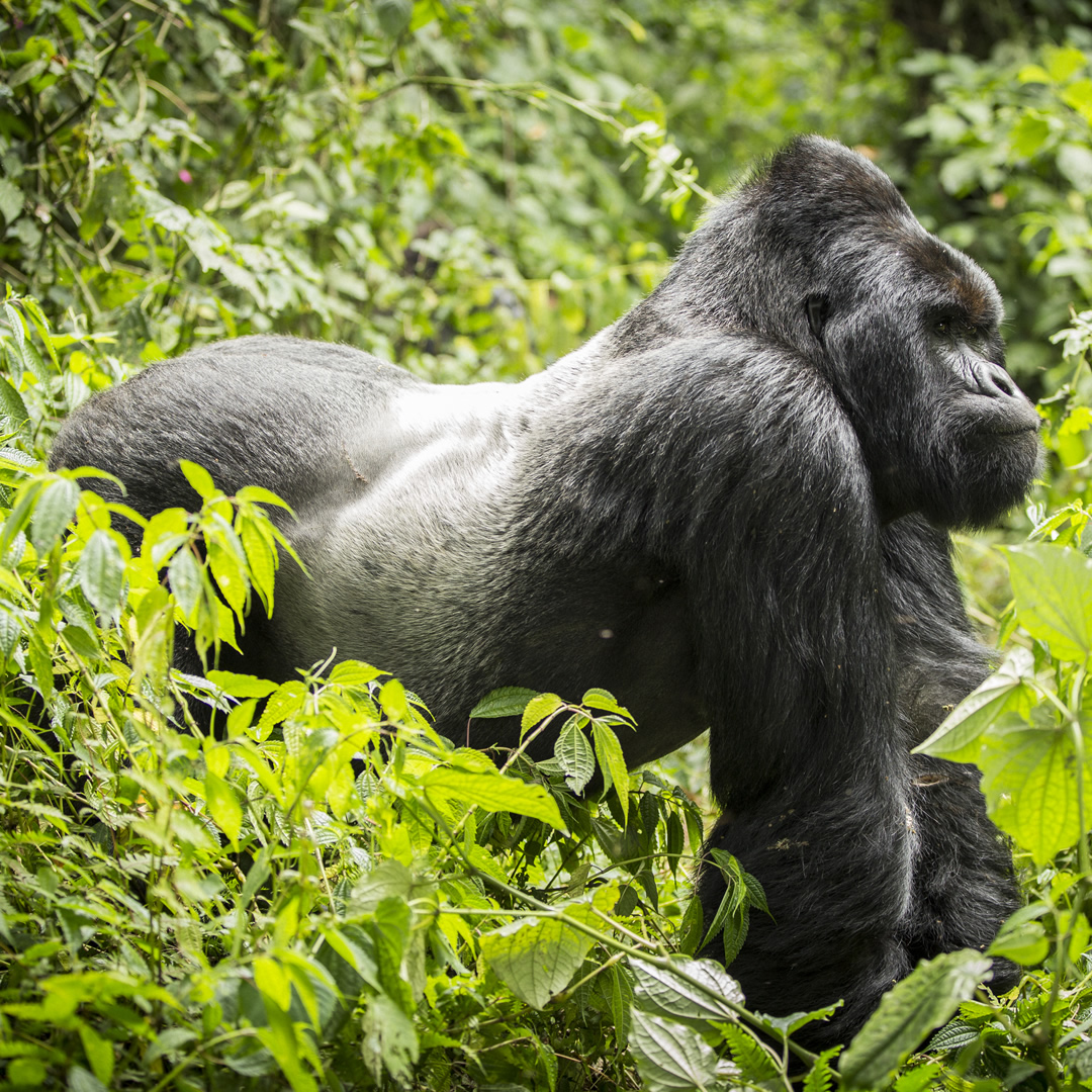 top destinations rwanda top destinations rwanda